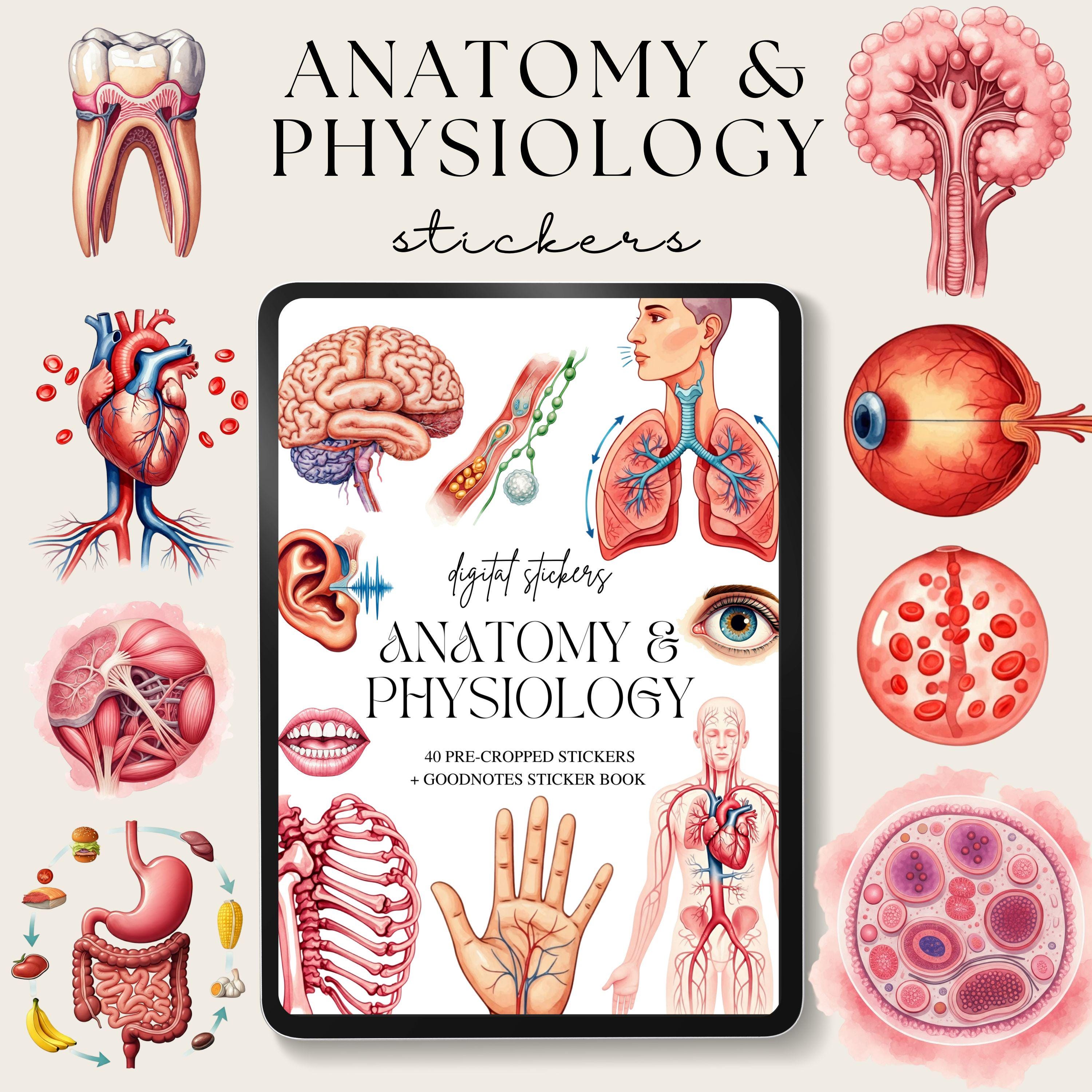 Anatony Digital Planner Stickers, Digital Sticker Book, Goodnotes Stickers, Physiology Planner, Ipad Stickers, Png Exercise Stickers