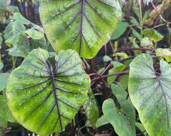 Tut Mask Taro Colocasia Esculenta houseplant Live Plant potted plants seedling decorative plant kalo taros