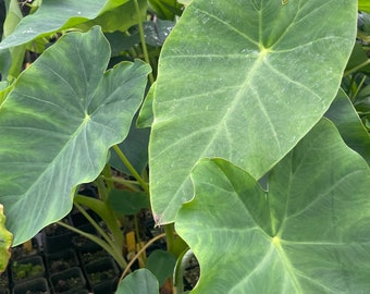Colocasia Esculenta JACK’S GIANT houseplant potted plants seedling Live Plants from Hawaii