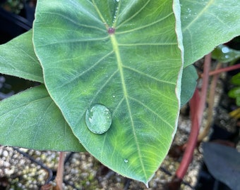 Purple Guppy taro Colocasia Esculenta houseplant Live Plant potted plants seedling -large size -