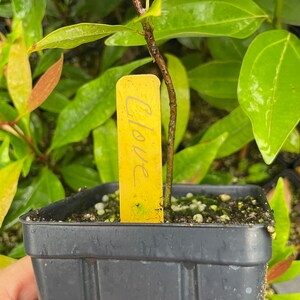 CLOVE Syzygium aromaticum 8-12  small potted plant  Spice image 2