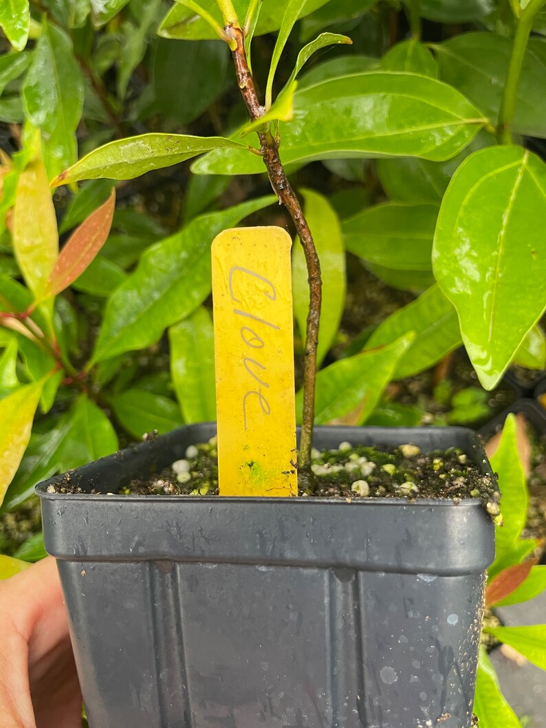 CLOVE Syzygium aromaticum 8-12  small potted plant  Spice image 2