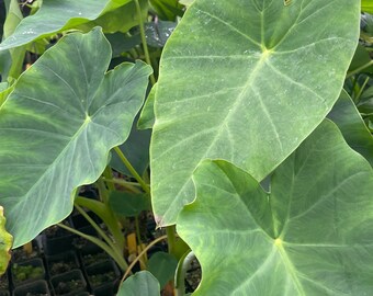 JACK’s GIANT Colocasia Esculenta Huge Leaves LIVE Plants from Hawaii potted plants seedling