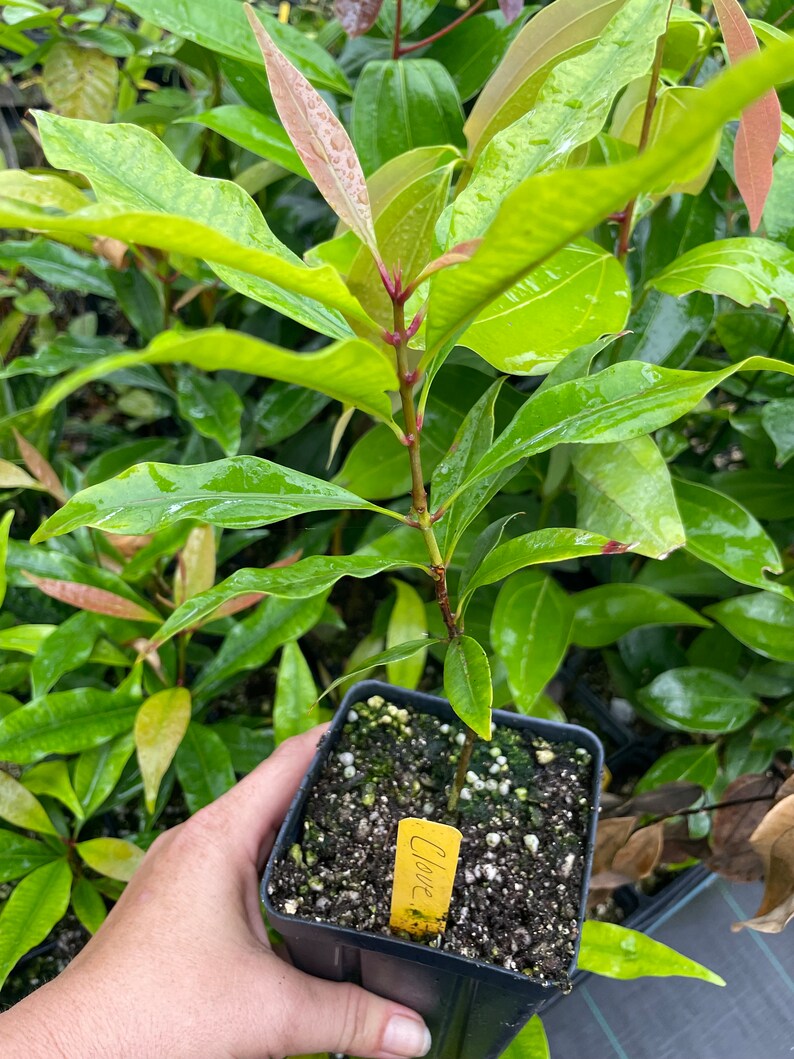 CLOVE Syzygium aromaticum 8-12  small potted plant  Spice image 3