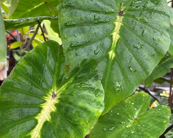 WHITE LAVA rare Colocasia Esculenta Live Plants taro Kalo seedling Potted House HousePlants  Rad Rare Plants from Hawaii