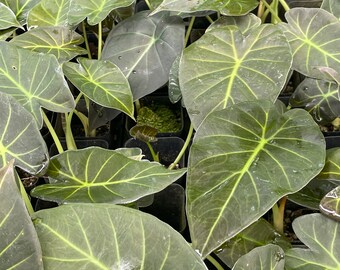 Alocasia REGAL SHIELD houseplant Well rooted potted plant unique elephant ear LIVE Plants from Hawaii