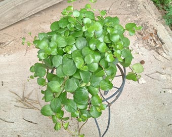 Pink Thai Lipstick large full plant 8inch