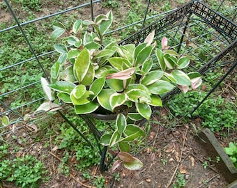 Hoya Flamingo Dream XL Mama plant