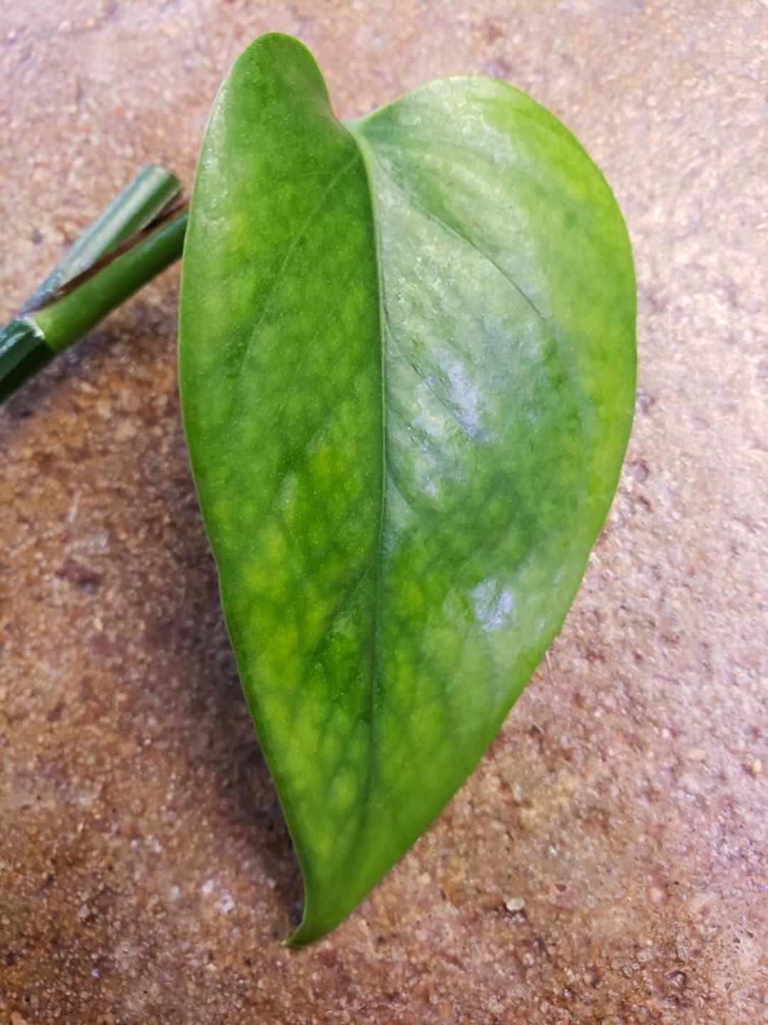 Camo Pothos Epipremnum Aureum Rare Cutting - Etsy