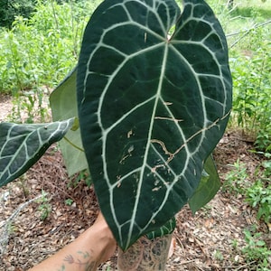 May include: A large, heart-shaped Anthurium leaf with a deep, dark green velvety surface and prominent, light-colored, cream-white veins. The plant is housed in a clear plastic container that reveals a dense, tangled network of light-colored roots.