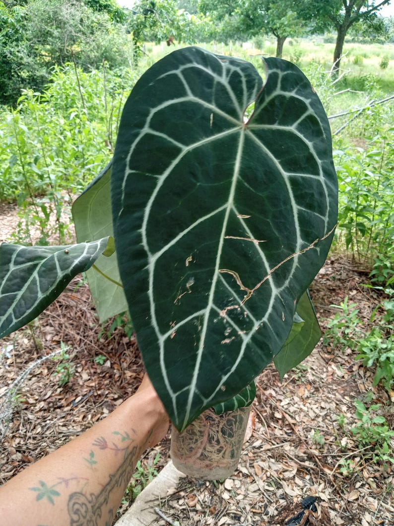 May include: A large, heart-shaped Anthurium leaf with a deep, dark green velvety surface and prominent, light-colored, cream-white veins. The plant is housed in a clear plastic container that reveals a dense, tangled network of light-colored roots.