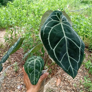 May include: An Anthurium crystallinum plant with large, heart-shaped, dark green velvety leaves featuring prominent, bright white veins. The plant is potted in a clear plastic container, showcasing its distinct foliage structure and texture.