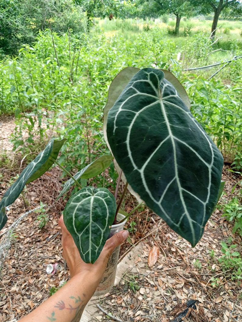 May include: An Anthurium crystallinum plant with large, heart-shaped, dark green velvety leaves featuring prominent, bright white veins. The plant is potted in a clear plastic container, showcasing its distinct foliage structure and texture.
