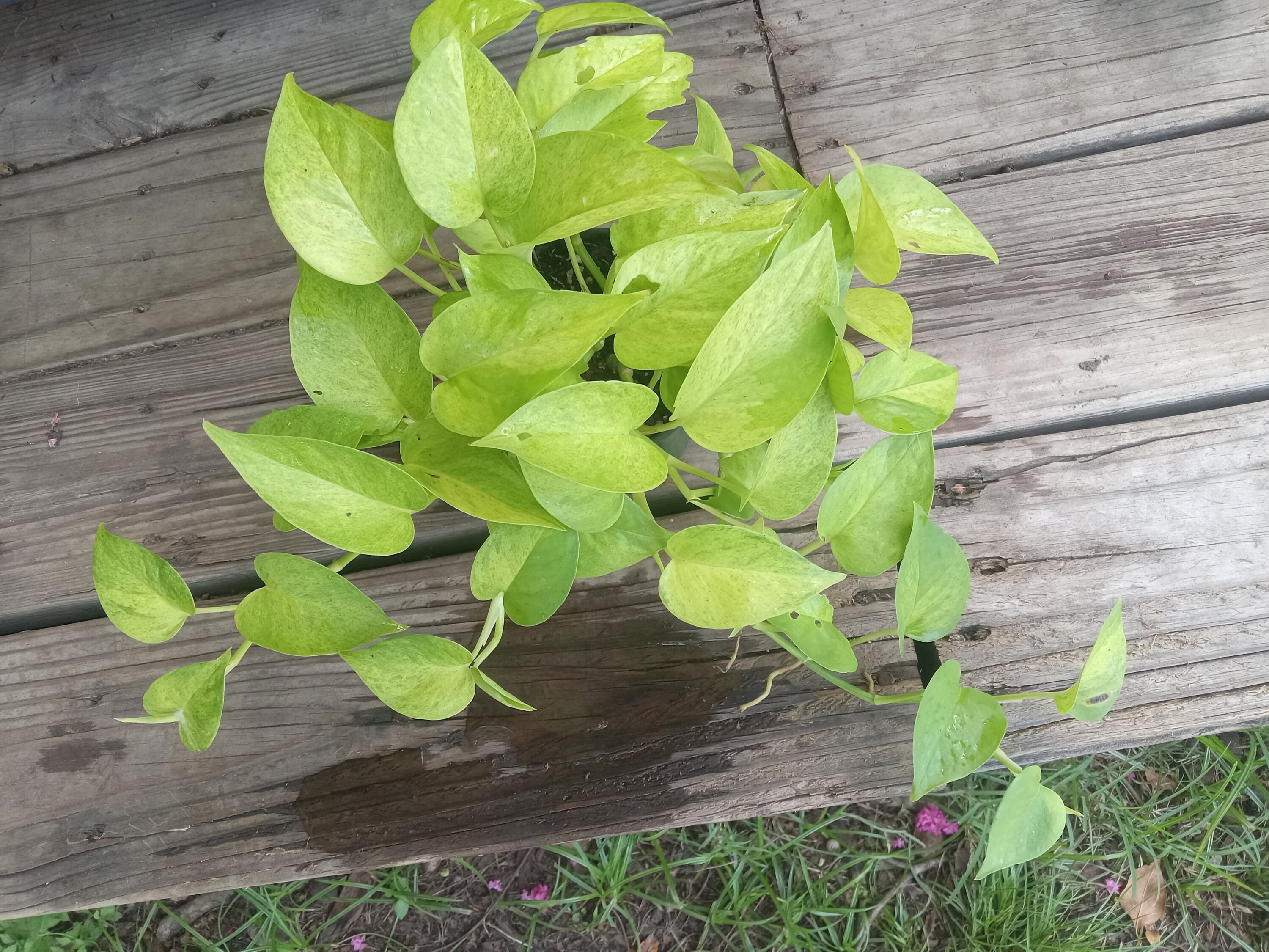 Epipremnum Aureum Carnival Teruno Series Pothos Fully Rooted Plant - Etsy