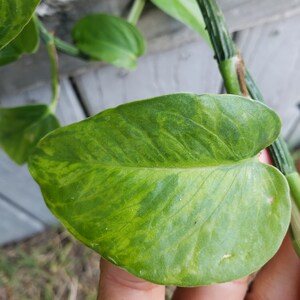 White sport golden pothos : r/pothos