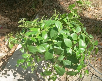 Mona Lisa Lipstick plant