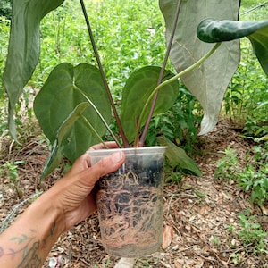 May include: A potted Anthurium plant with large, heart-shaped, dark green leaves and prominent veins. The plant is housed in a clear plastic cup, revealing a dense, healthy root system visible through the container walls and dark potting soil.
