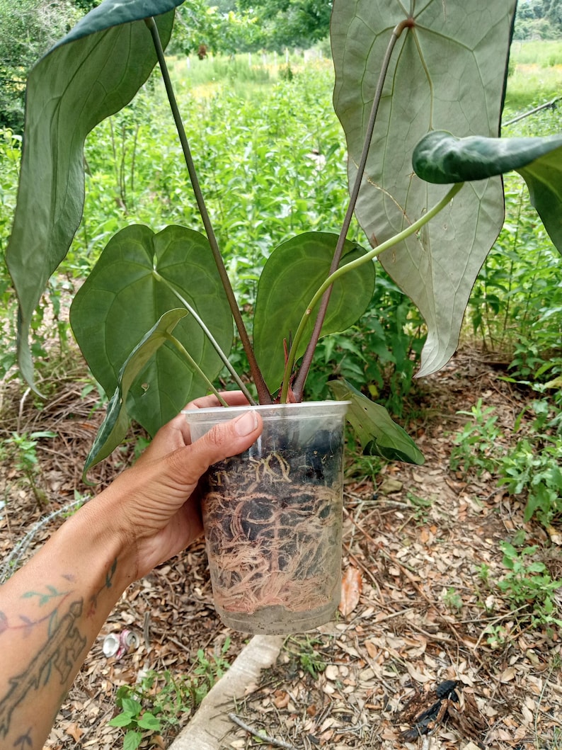May include: A potted Anthurium plant with large, heart-shaped, dark green leaves and prominent veins. The plant is housed in a clear plastic cup, revealing a dense, healthy root system visible through the container walls and dark potting soil.