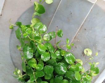 Pink Thai Lipstick large full plant 8inch