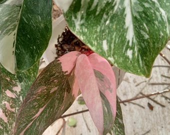 Philodendron Scarlet Princess large plant