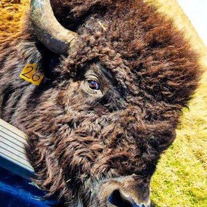Mack Snacks- Bison / Buffalo
