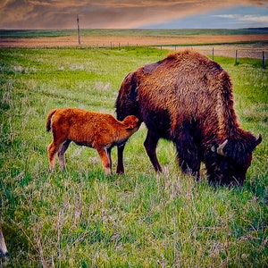 Lunch Time- Buffalo/Bison Photography