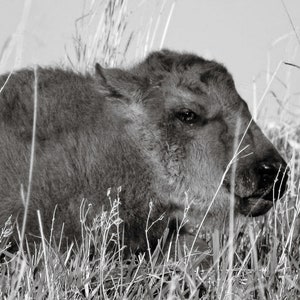 Penny- Buffalo/bison- Black and White