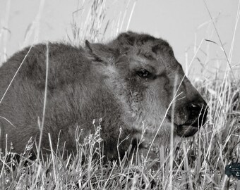 Penny- Buffalo/bison- Black and White