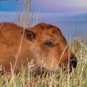 Penny- Buffalo/ Bison- Color