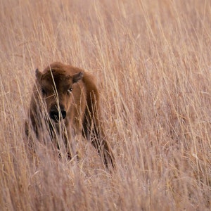 Hank: Can&#39;t Catch me!- Bison / Buffalo