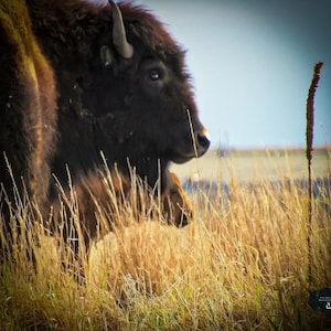 A Mother&#39;s Protection- Bison / Buffalo