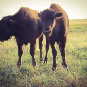 Hank & Penny- Bizon / Buffel