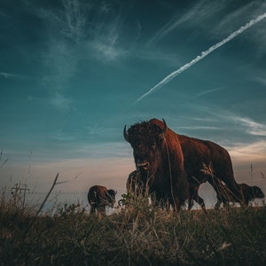 King of the Plains (color)- Bison / Buffalo