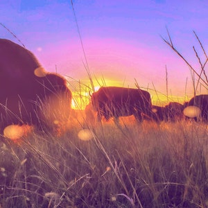Sunset Magic- Bison / Buffalo
