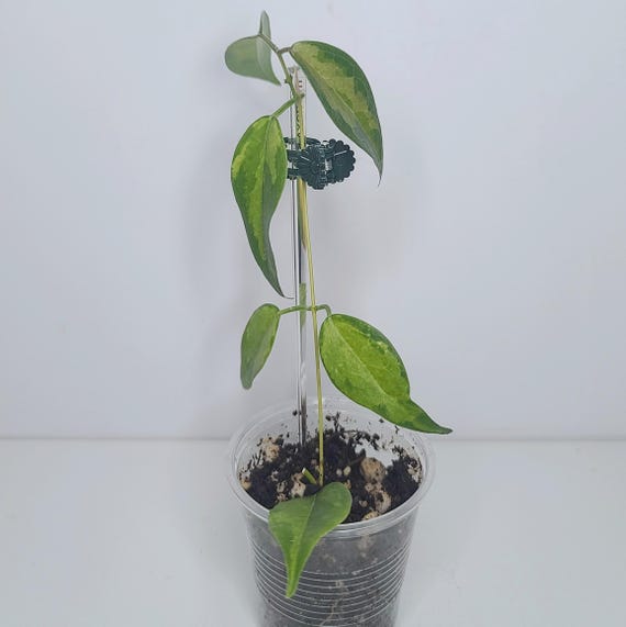 Hoya Dennisii Frida - Etsy