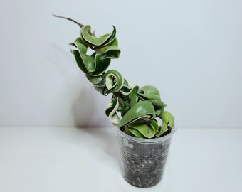 Hoya compacta albomarginata