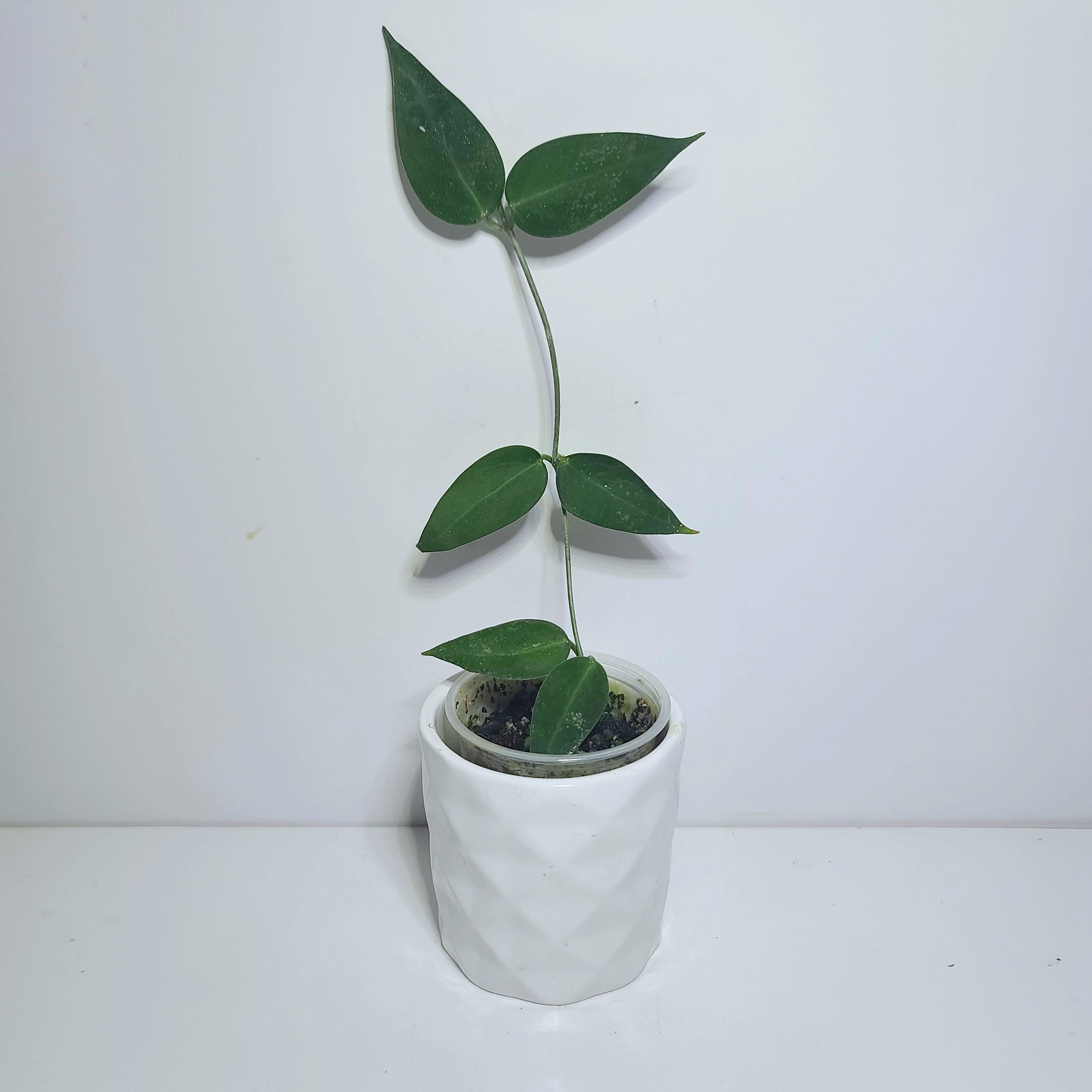 Hoya Carrii Ns13-064 - Etsy