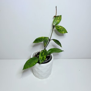 May include: A small, variegated houseplant with green and yellow leaves growing in a white ceramic pot. The plant is a vine and has several leaves growing upwards.