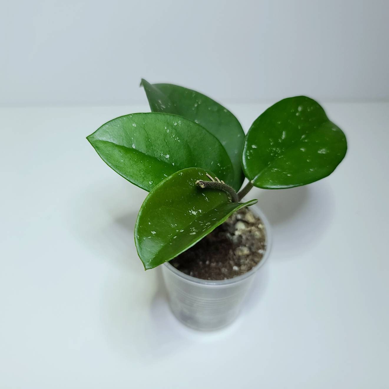 Hoya Leland Joseph (H Hat Som Paen X H Carnosa) - Etsy