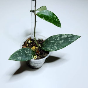 Hoya phuwuaensis