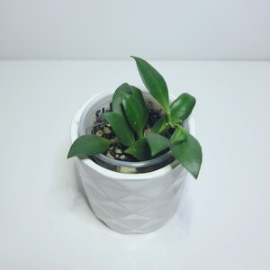 May include: A small green plant with thick leaves growing in a white ceramic pot with a geometric pattern.