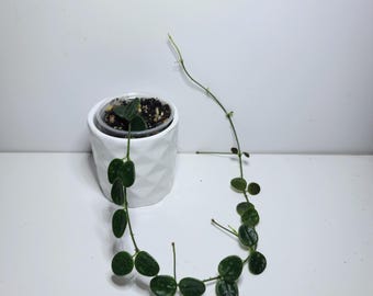 Hoya Lyi Noid - Etsy