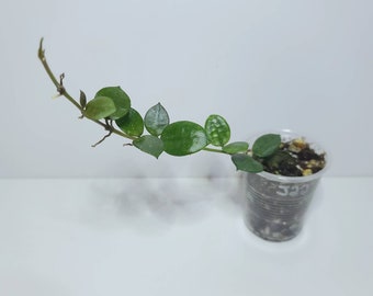 May include: A small green plant with trailing vines growing in a clear plastic pot. The plant has small, round leaves with a light green variegation.