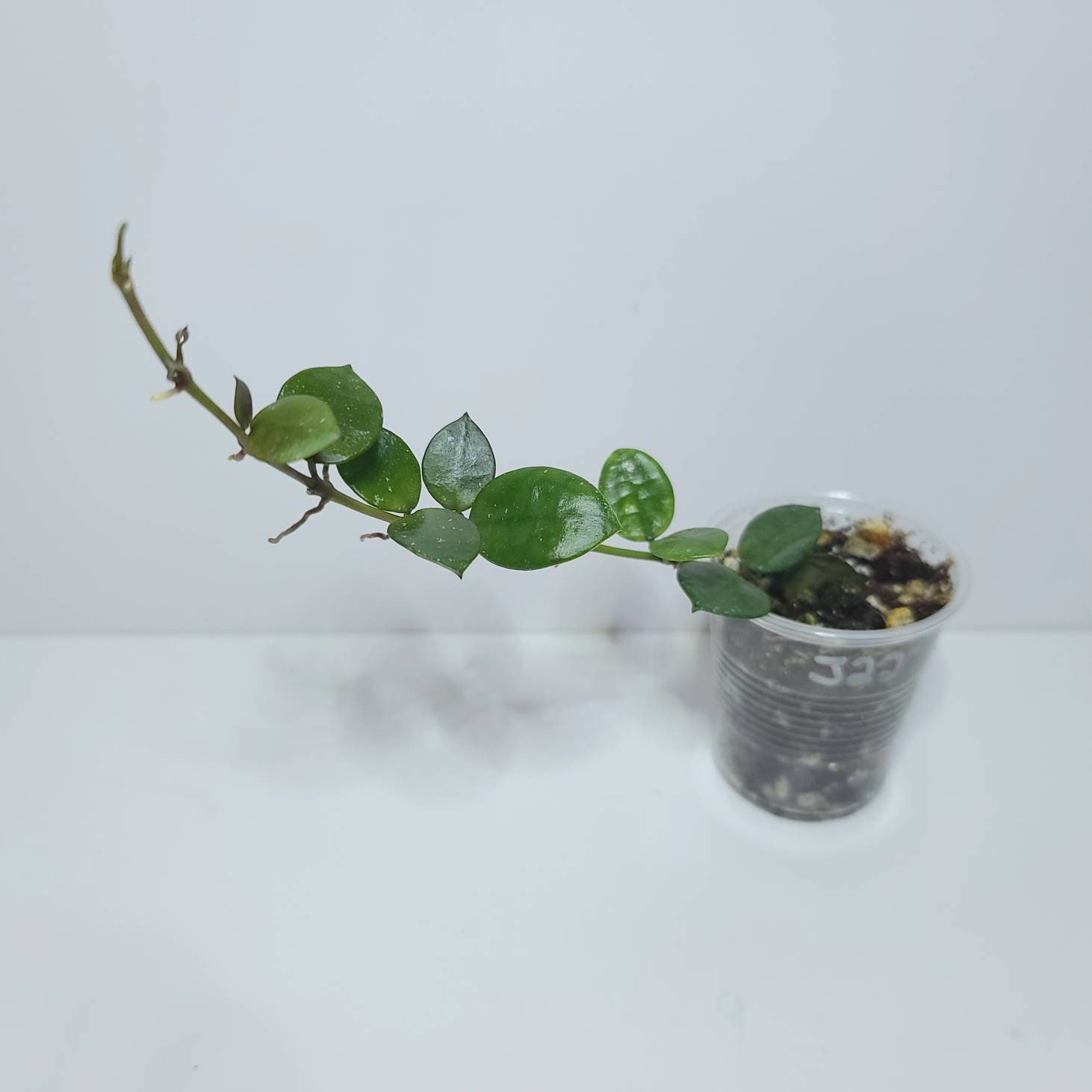 Hoya Lacunosa Fraser Hills SR-2010-049 - Etsy