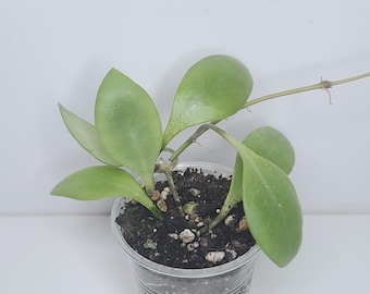 Hoya Thomsonii White - Etsy