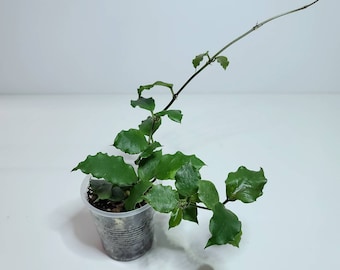 Hoya endauensis