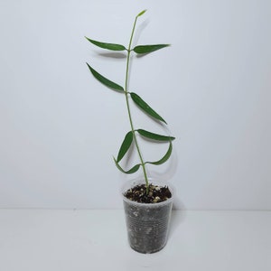 Hoya pandurata ssp angustifolia