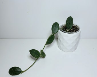 Hoya Lyi NOID UNROOTED Cutting - Etsy