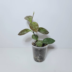 Hoya collina IR-26