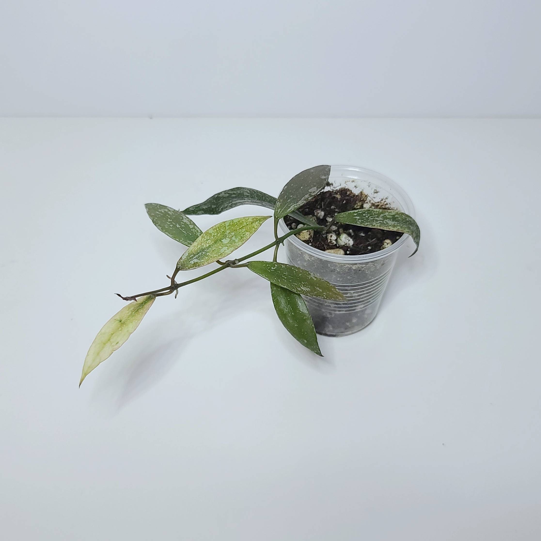 Hoya Lacunosa Laos - Etsy